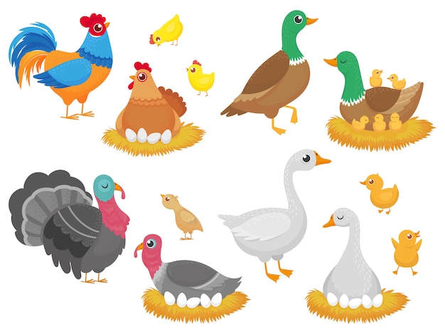 Farm birds. Poultry chicken, goose duck bird and turkey family nest isolated cartoon set