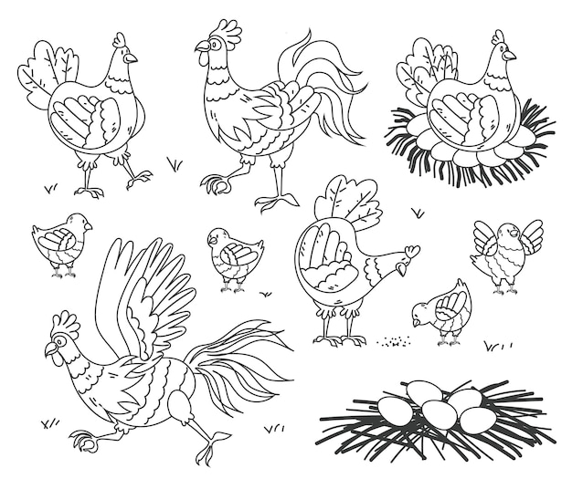 Farm chicken bird family nest concept line art illustration flat cartoon graphic design