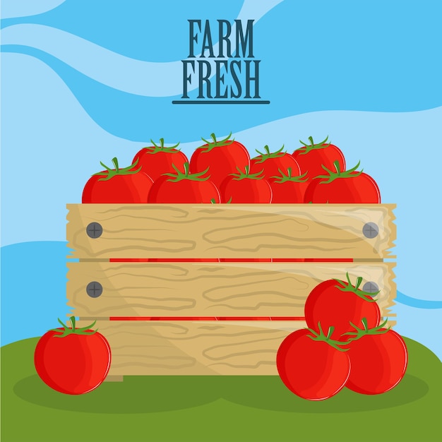 Farm fresh tomatoes