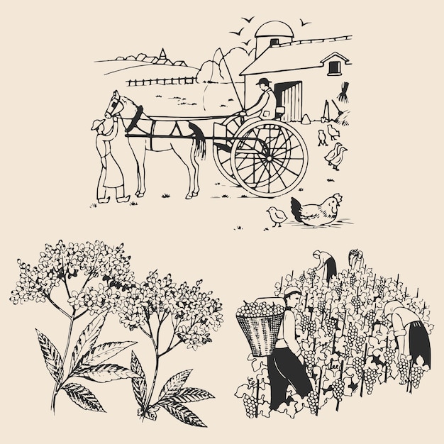 Farm horse dilligense grape wine harvesting and olive plants farming vector illustrations chickens