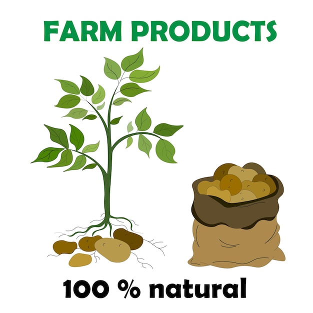 Фермерский продукт - это 100 натуральных молодых растений с листьями и корневой мешок картофеля с кучей сырого картофеля.
