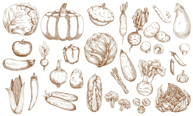 Farm vegetable, greenery and veggies sketches set