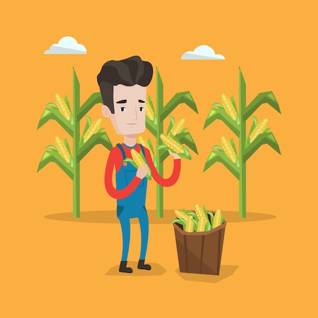 Фермер собирает кукурузу