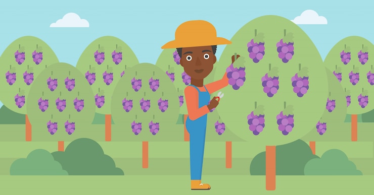 Vector farmer collecting grapes