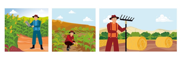 a farmer in a corn field monitoring and checking crops making hay in the field