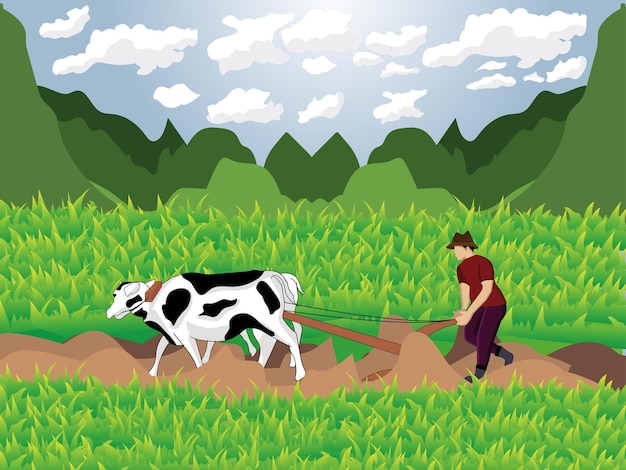 Фермер на работе пашет поля со своими коровами