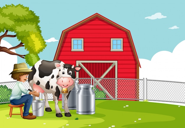 A farmer milking cow