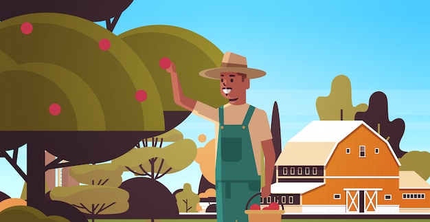 Vector farmer picking ripe apples from tree african american man gathering fruits in garden harvest season concept countryside background flat horizontal portrait