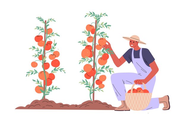 Vector farmer picks ripe tomatoes from bush