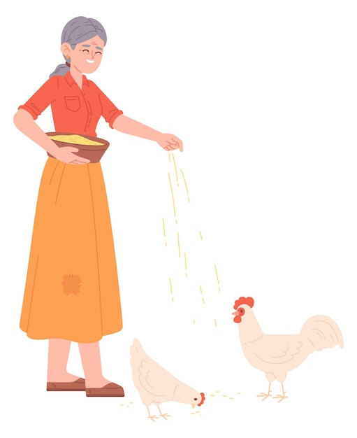 Farmer woman feeding poultry Rural chicken animal isolated on white background