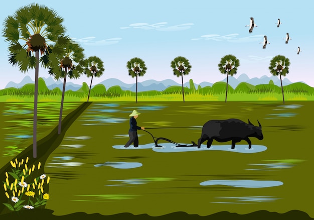 Farmers are digging the soil using buffalo in rice fields