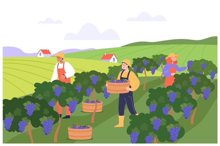 Vector farmers picking wine grapes flat vector illustration