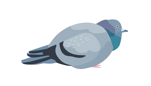 Fat pigeon flat vector illustration. Overweight dove with dark gray plumage. Cute bird domesticated side view. Urban areas inhabitant. Feathery flying animal isolated on white background.