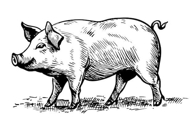 Vector fat piglet in graphic style farming and animal husbandry illustration