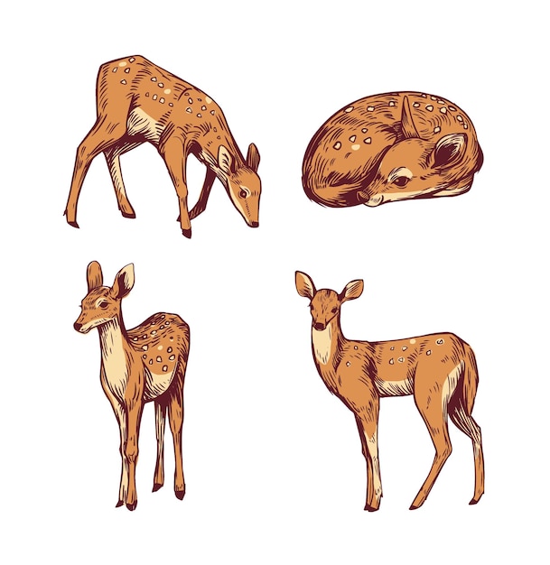 Fawn small forest deer set of realistic illustrations hand drawn vector sketches