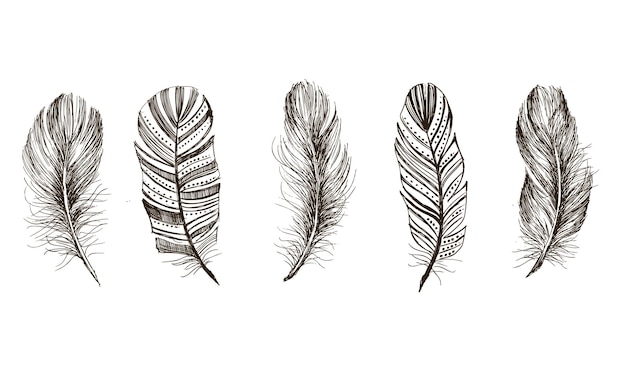 Feather pattern hand drawn illustration