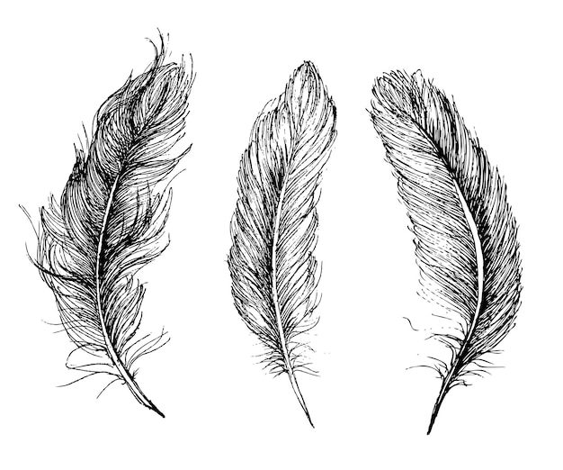 Feather pattern hand drawn illustration