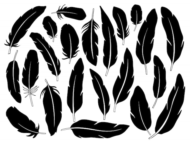 Vector feather set hand drawing.