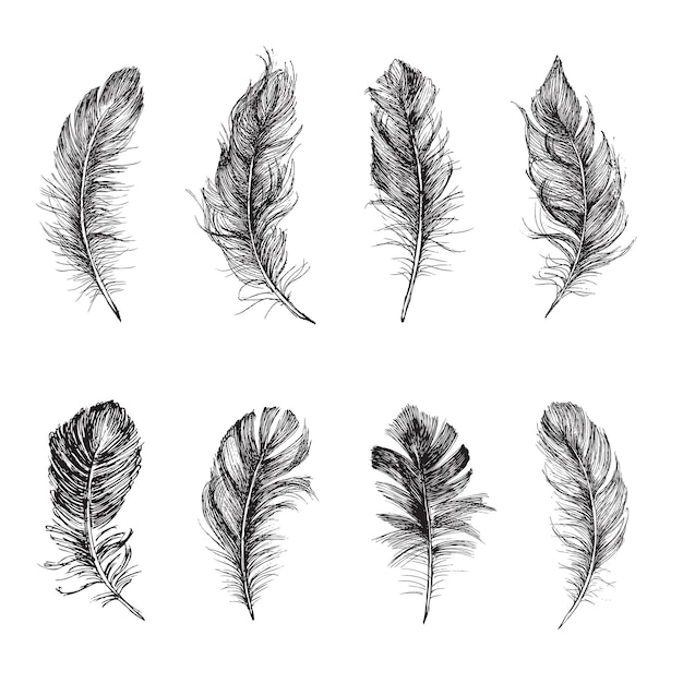 Feather set hand drawn illustration