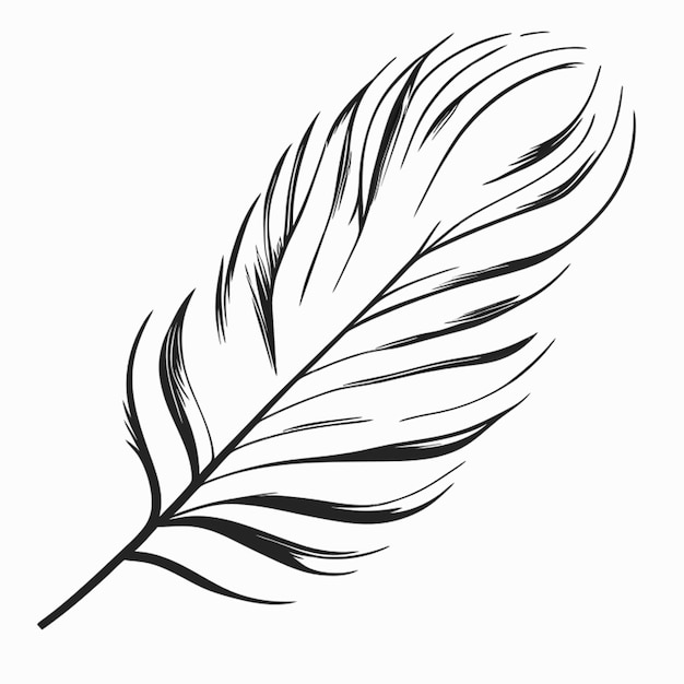 Feather vector illustration line art