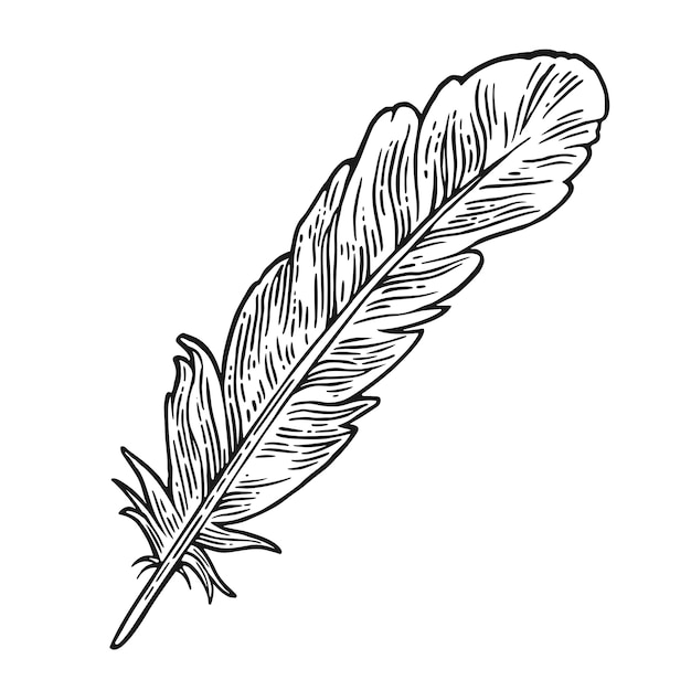 Vector feather. vintage black engraving illustration.