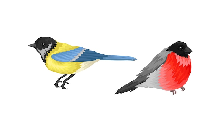 Vector feathered birds or aves as warmblooded flying creatures vector set
