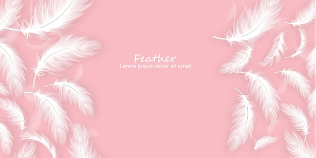 Vector feathers background