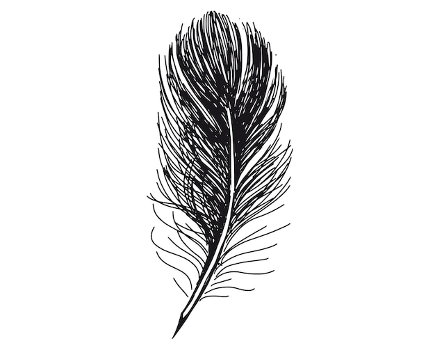 Feathers on white background hand drawn sketch style