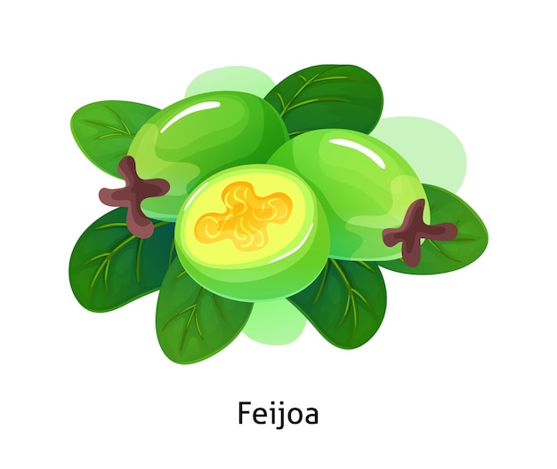 Feijoa bessen met blad op witte achtergrond Sappige en verse bessen realistische bos cartoon vectorillustratie geïsoleerd voor poster of embleem natuurproduct jodium bron vectorillustratie