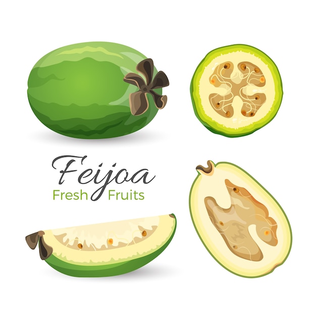 Feijoa fresh fruits whole and cut   in realistic design isolated on white. Pineapple guava and guavasteen ripe exotic product with seeds