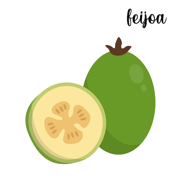 Feijoa fruit vector illustration