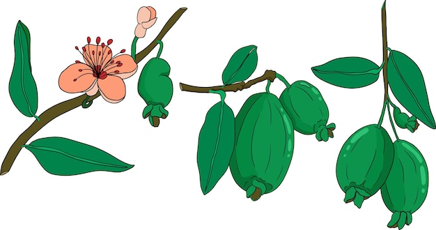 Vector feijoa sellowiana ananas guava guavasteen gekleurde met de hand getekende vectorillustratie