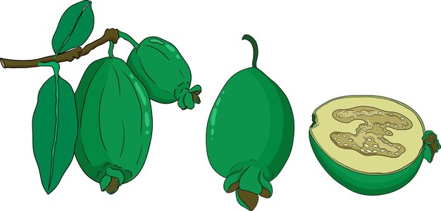 Vector feijoa sellowiana ananas guava guavasteen gekleurde met de hand getekende vectorillustratie