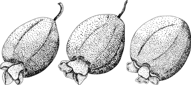 Feijoa sellowiana ananas guava guavasteen incisione illustrazione vettoriale disegnata a mano