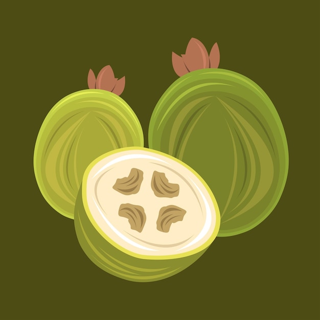 feijoa vectorillustratie