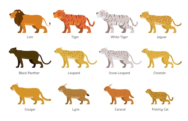 Vector felidae, feline or large wild cats set, side view