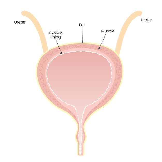 Vettore grafico dell'illustrazione di vettore della vescica femminile