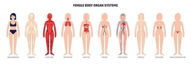 컬러 팔다리와 편집 가능한 텍스트 벡터 일러스트와 함께 고립 된 여성의 몸 실루엣으로 설정된 여성의 신체 기관 시스템