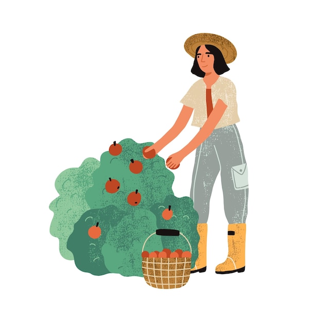 ベクトル 庭の茂みから果物を均一に摘み取っている女性農家。収穫収集時間。果樹園で働く女性。白い背景で隔離のフラットテクスチャベクトルイラスト。