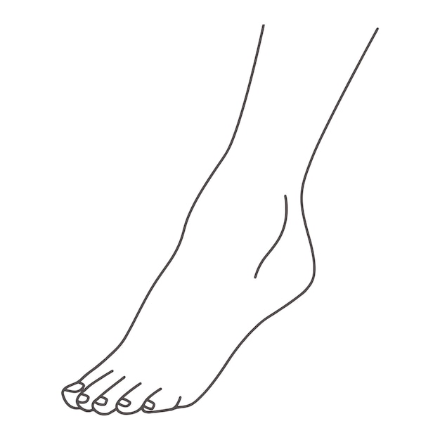 Female foot leg standing on toes line drawing of feet isolated on white background vector