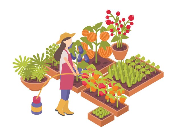 Female gardener or farmer watering crops growing in boxes or planters isolated on white background.