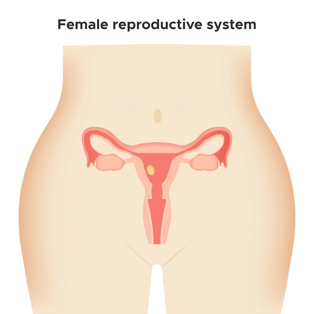 Female genital organs on white background reproductive system woman body vector illustration