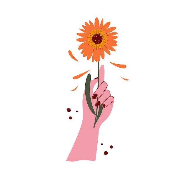 Female graceful hand holds a calendula vector illustration Flower isolated on white backgr