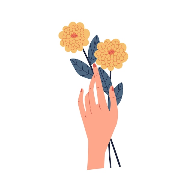 Mano femminile che tiene due crisantemi gialli isolati su sfondo bianco. numero pari di fiori. bella pianta floreale autunnale. illustrazione vettoriale piatta colorata.