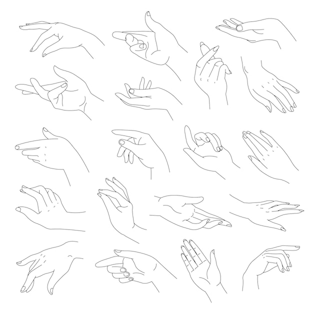 Vector female hands, elegant arms with wrists and fingers