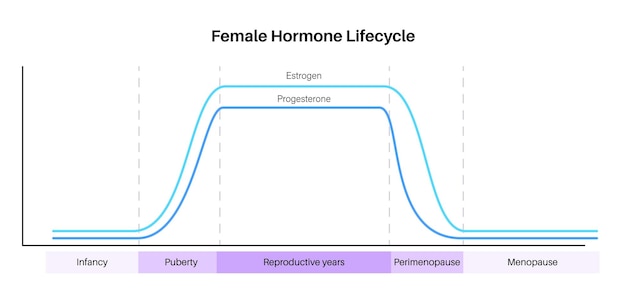 Vector female hormones lifestyle graph estrogen end progesterone diagram in the woman body in infancy puberty reproductive years perimenopause and menopause maximum and minimum level flat vector