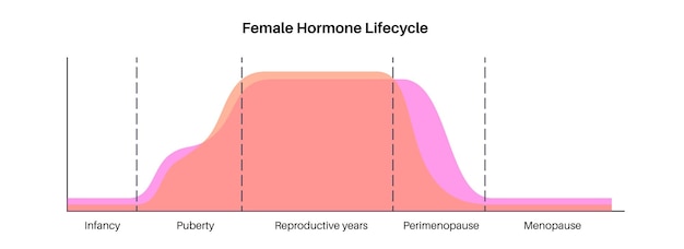 Female hormones lifestyle graph Estrogen end progesterone diagram in the woman body in infancy puberty reproductive years perimenopause and menopause maximum and minimum level flat vector