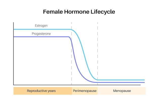 Vector female hormones lifestyle graph estrogen end progesterone diagram in the woman body in reproductive years perimenopause and menopause maximum and minimum level medical flat vector illustration