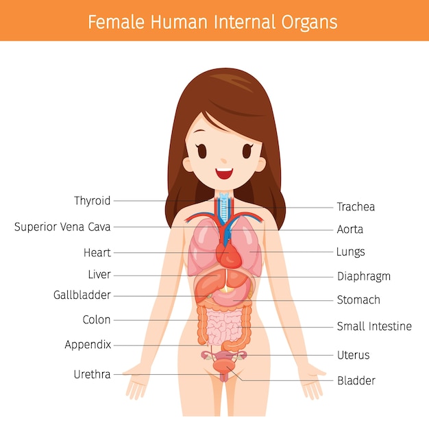 ベクトル 女性の人体解剖学、内臓図