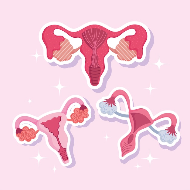 Sistema riproduttivo umano femminile, anatomia ginecologia donne, set illustrazione dell'utero